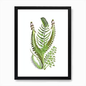 Mountain Spleenwort Vintage Botanical Poster Art Print