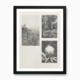 Protea Flower Photo Collage 2 Art Print