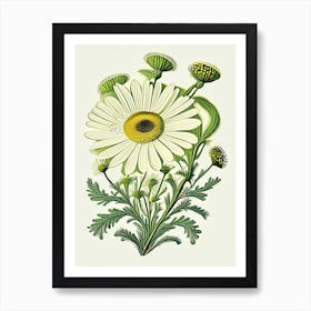 Chamomile Herb Vintage Botanical Art Print