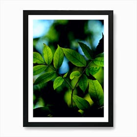 Green Leaves 4 Art Print