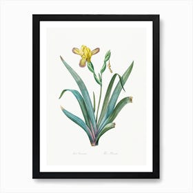 Hungarian Iris, Pierre Joseph Redoute Art Print