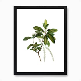 Vintage Swamp Titi Leaves Botanical Illustration on Pure White n.0602 Art Print