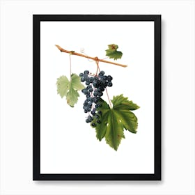 Vintage Grape Colorino Botanical Illustration on Pure White n.0817 Art Print