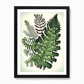 Christmas Fern Wildflower Vintage Botanical 1 Art Print