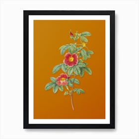 Vintage Single May Rose Botanical on Sunset Orange n.0741 Art Print