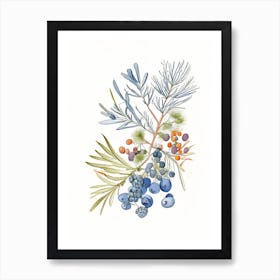 Juniper Berry Spices And Herbs Pencil Illustration 2 Art Print