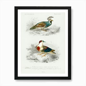 Different Types Of Birds, Charles Dessalines D'Orbigny 23 Art Print