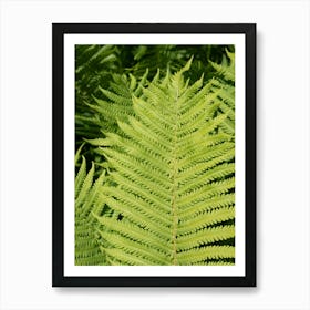 Vibrant green fern leaf Art Print
