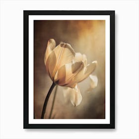 Pastel Tulip Art Print