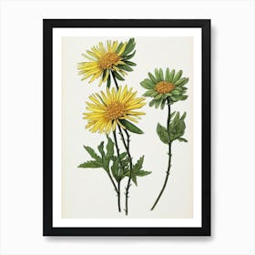 Aster Vintage Botanical Flower Art Print