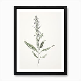 Sage Vintage Botanical Herbs 0 Art Print