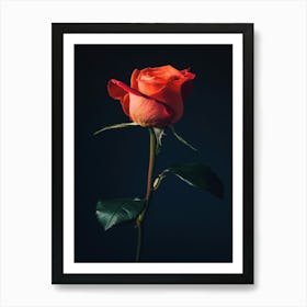 Single Rose 1 Art Print