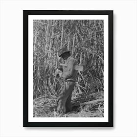 Sugarcane Cutter Rolling A Cigarette In Field Near New Iberia, Louisiana By Russell Lee Art Print