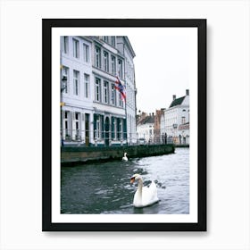 Swans In Bruges Affiche