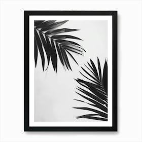 Black And White Palm Leaves 1 Art Print