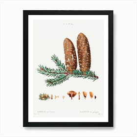 Silver Fir, Pierre Joseph Redoute Art Print