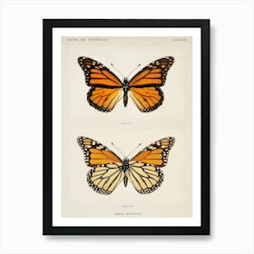 Monarch Butterflies Art Print