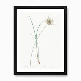 Pale Garlic, Pierre Joseph Redoute Art Print