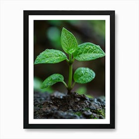 Small Green Plant Art Print