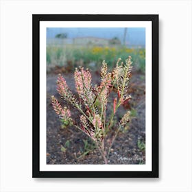 Pink Flowering Plant - Photography Art Print