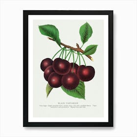 Vintage Botanical Art Print _2697925 Art Print