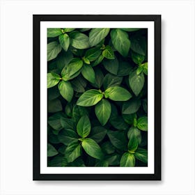 Green Leaves On A Wall 1 Art Print