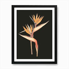 Bird Of Paradise 73 Art Print