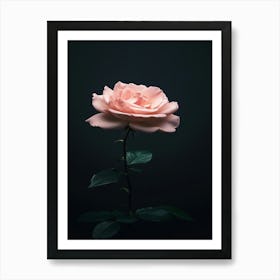 Pink Rose On Black Background 38 Art Print