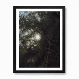 Sunshine Through The Trees St Sebastian, Spain Art Print