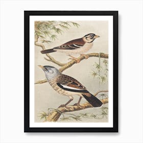 Two Birds On Branches, Theo Van Hoytema Art Print