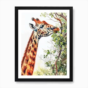 Giraffe Eating Leaves Watercolour 2 Art Print