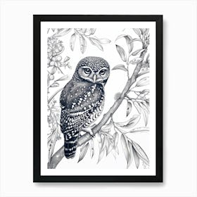 Northern Pygmy Owl Drawing 3 Poster