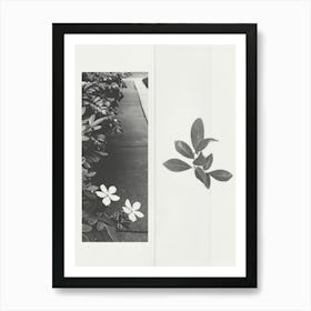 Jasmine Flower Photo Collage 2 Art Print