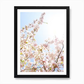 Cherry Blossom Sunshine Art Print