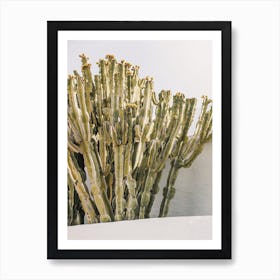 Warm Green Cactus Art Print