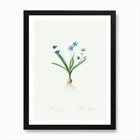 Scilla Amaena, Pierre Joseph Redoute Art Print