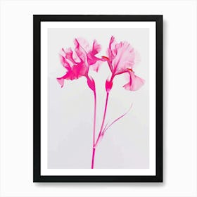 Hot Pink Iris 2 Art Print