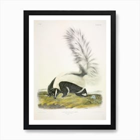 Large Tailed Skunk, John James Audubon Art Print