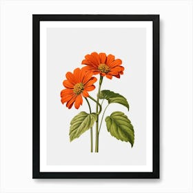 Chrysanthemum Art Print