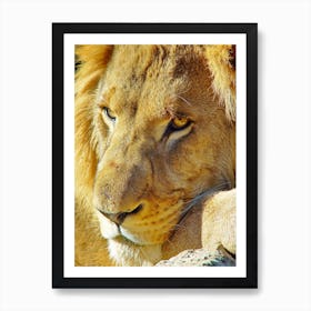 Lion Face Art Print