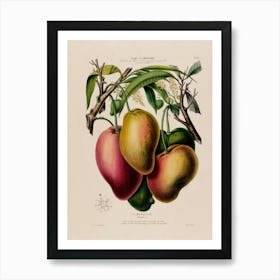 Mangoes Art Print