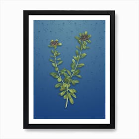 Vintage Daphne Sericea Flowers Botanical on Bahama Blue Pattern n.2094 Art Print