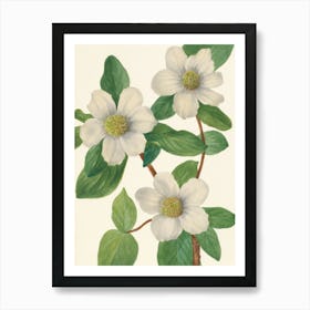 Vintage Botanical Mary Vaux Walcott _2732416 Art Print