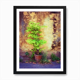 Plant Pot & Decaying Wall Art Print