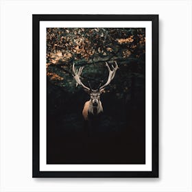 Red Stag In Forest Art Print