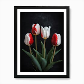 Red And White Tulips On A Dark Background Art Print