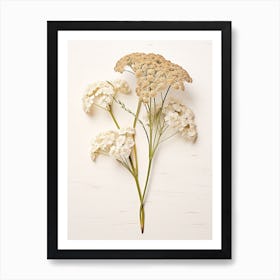 Pressed Wildflower Botanical Art Yarrow Achillea 2 Art Print