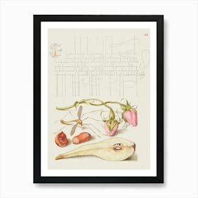 French Rose, Crane Fly, European Filbert, And Common Pear From Mira Calligraphiae Monumenta, Joris Hoefnagel Art Print