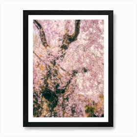 Spring cherry blossoms Art Print