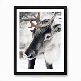 Christmas Reindeer Art Print